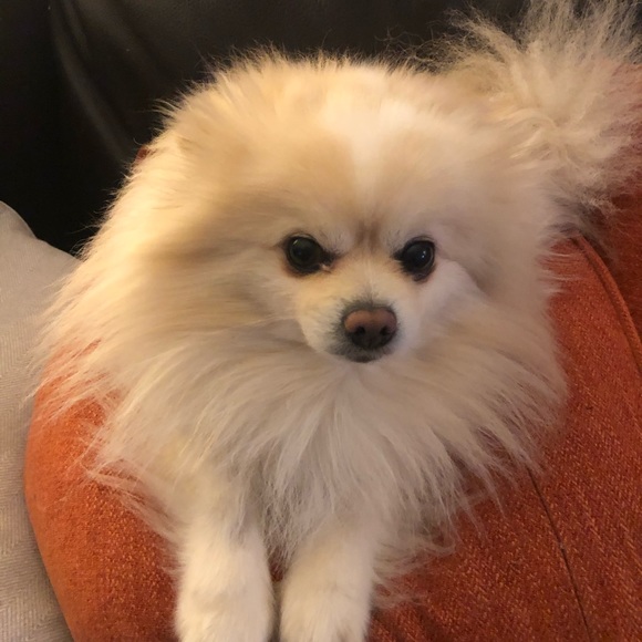 Meet your Posher, Amanda - Picture 1 of 1